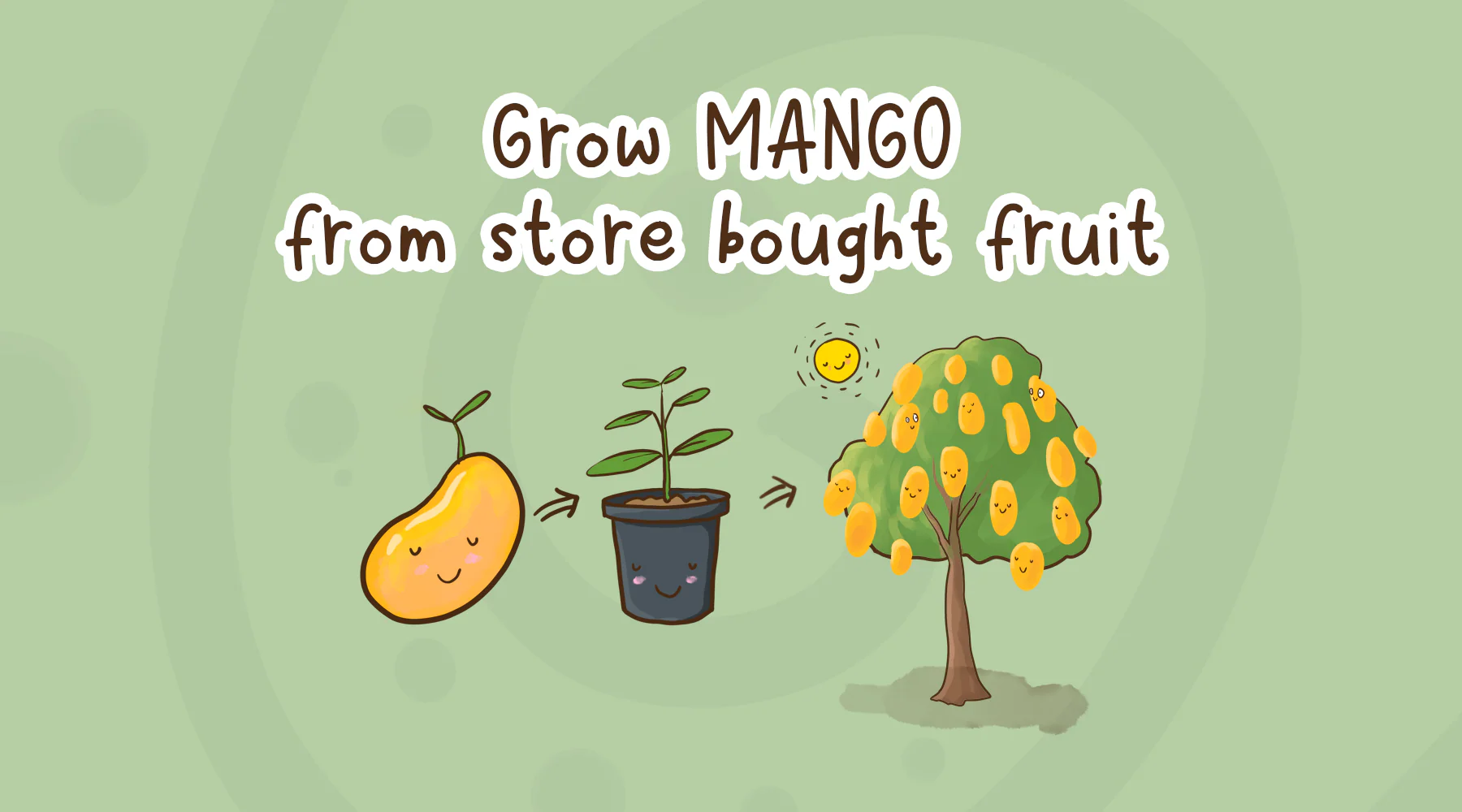 An easy method to grow a store bought mango seed